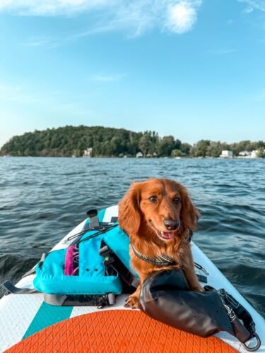 Roc Inflatable SUP Paddle Board photo review