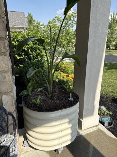 Rolling Self‑Watering Plant Planter Pot photo review