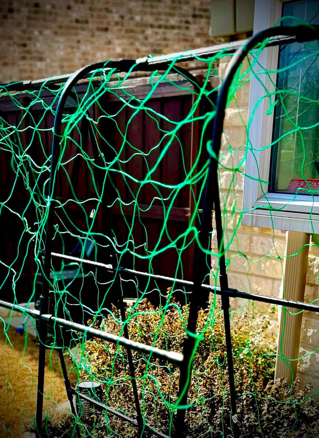 Steel Garden Arch Trellis photo review