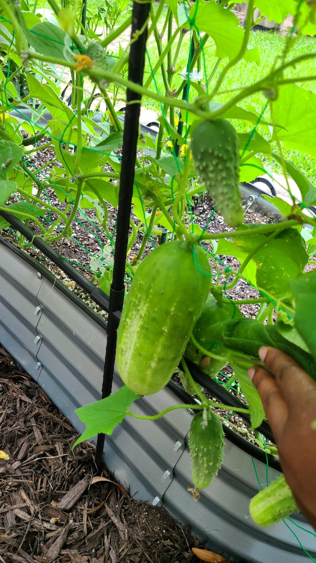 Steel Garden Arch Trellis photo review