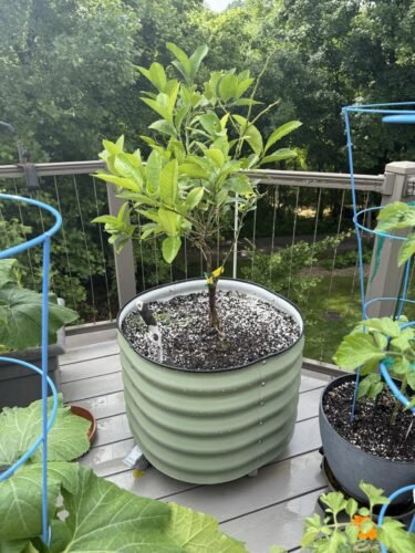 Rolling Metal Tree Planter Pot 2 Pack photo review