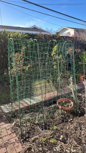 Steel Garden Arch Trellis photo review