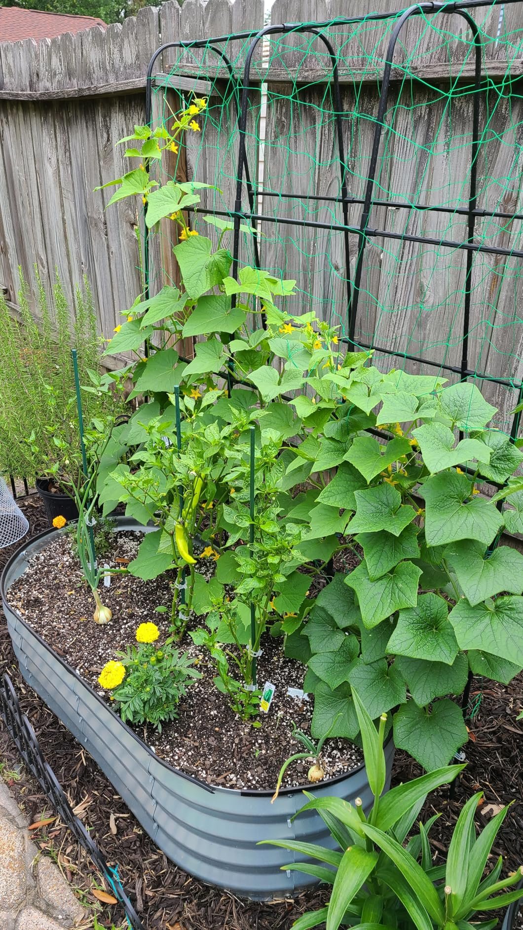 Steel Garden Arch Trellis photo review
