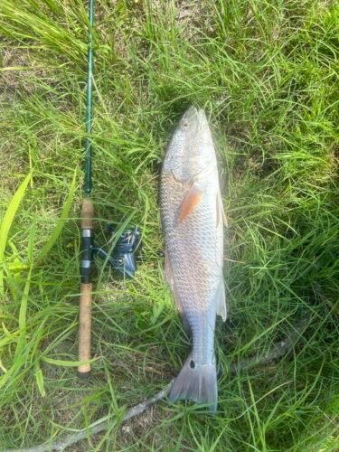 Powerful Saltwater Fishing Reel photo review