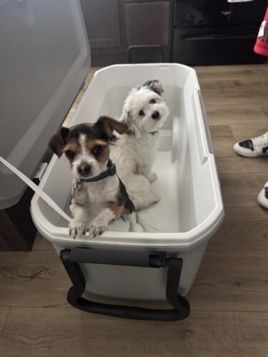 Coleman Wheeled Hard Cooler photo review