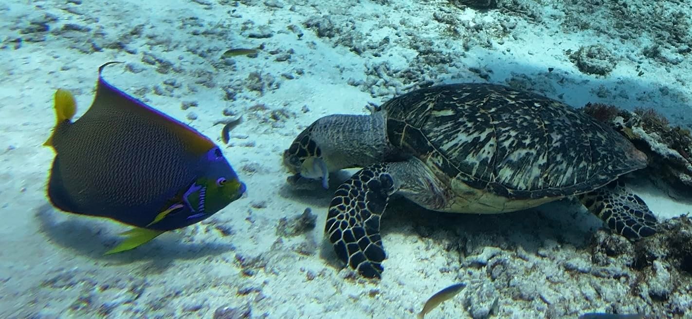 4K Waterproof Action Camera photo review